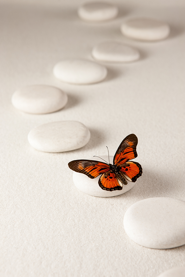 TEAM CBT Emerging Butterfly