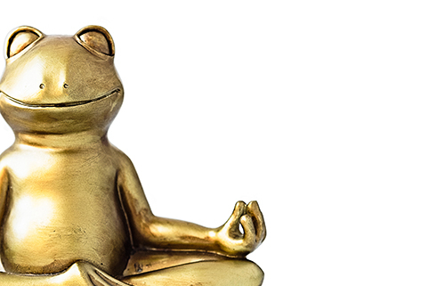 Frog meditating in lotus pose